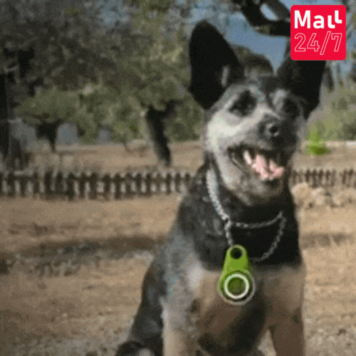 GPS PARA TUS MASCOTAS 300% AVANZADO + ENVIÓ GRATIS